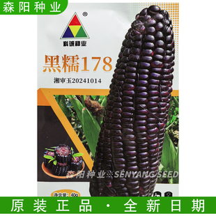 科诚 黑糯178玉米种子湖南种植巧克力黑糯水果玉米621四季蔬菜种