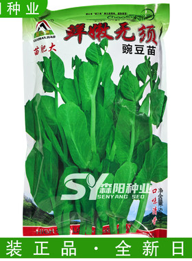 超三角无须豌豆苗种子早熟清香