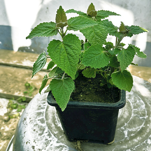 河南五香叶藿香大茴香苗老根可食用耐寒植物盆栽蔬菜种植猫把蒿霍
