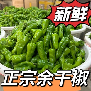 5斤正宗江西余干小辣椒新鲜农家余干枫树薄皮土辣椒青椒薄皮蔬菜