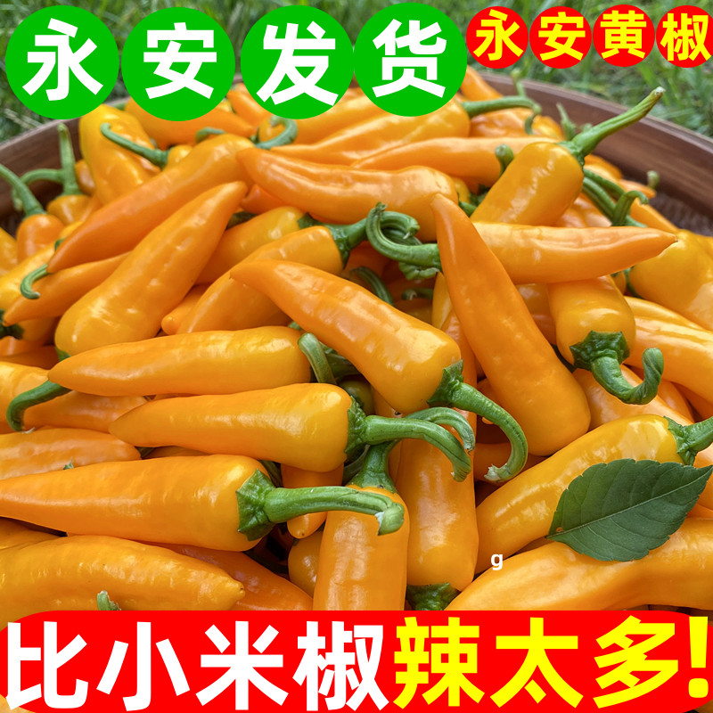 新鲜福建特产永安黄椒香辣特辣图片