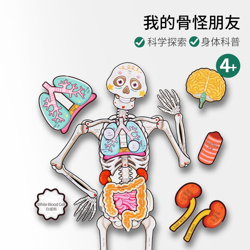我的骨怪朋友人体架五脏模