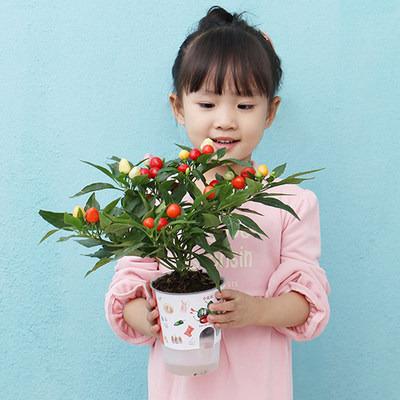 儿童种植小盆栽向日葵幼儿园观察迷你植物生长小学生创意diy礼物