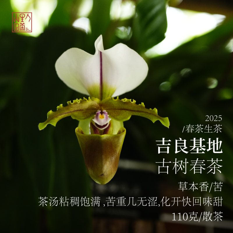 吉良古樹生茶粘稠飽滿苦