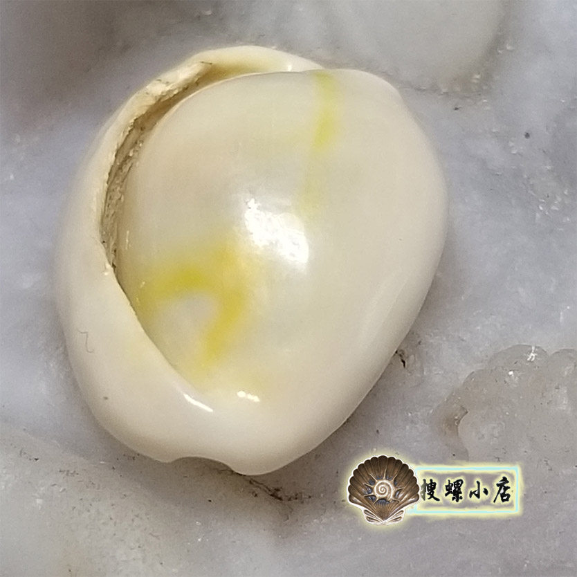 2厘s米畸形的金环宝螺