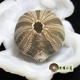 3.65厘米高腰海胆 畸形