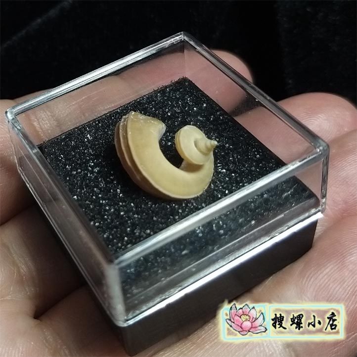 5厘米以上毛螺/品相好/随机发一个