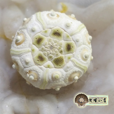 3厘米头帕海胆