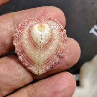 2.9厘米彩色心贝 双心