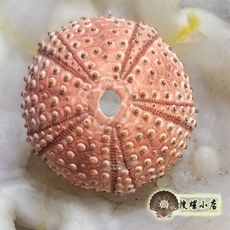 3.06厘米希腊海胆/黑海海胆/颜色很红