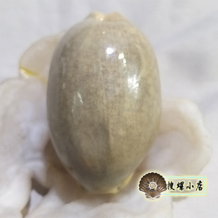 6.05厘米藻化的亚洲宝螺