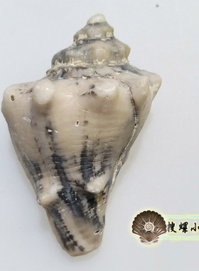 7.5厘米拳螺化石/印尼/中新世
