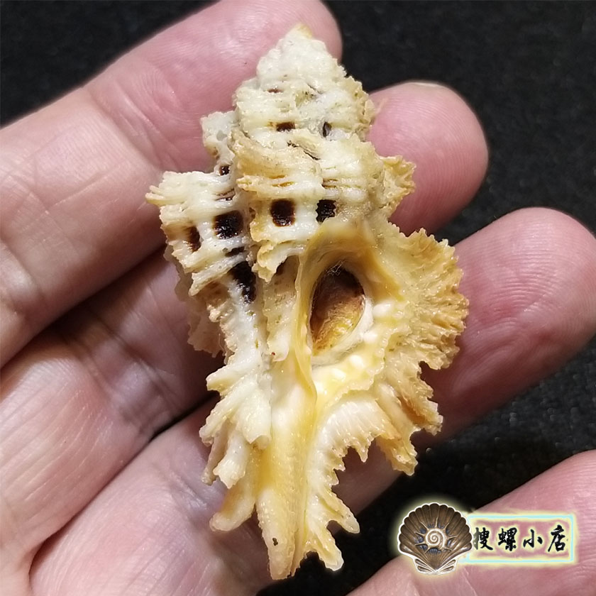 5.36厘米厘米窗格骨螺/大尺寸
