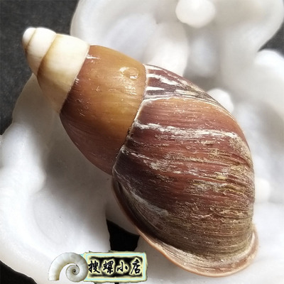 6.02厘米菲律宾树蜗牛