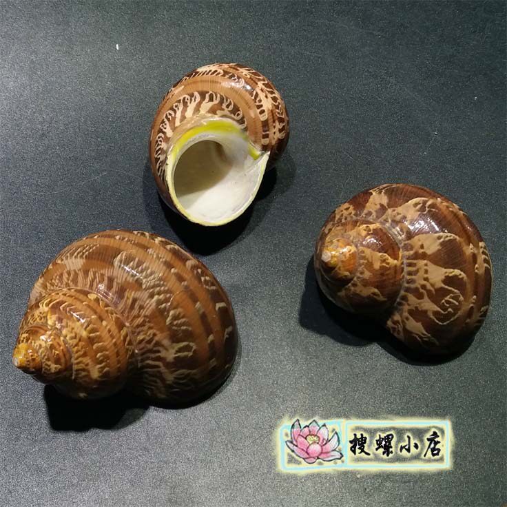 5厘米左右猫眼蝾螺/鱼缸造景/寄居蟹换壳