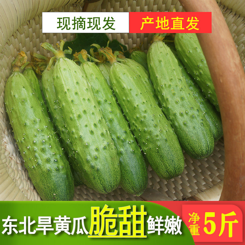 东北旱黄瓜新鲜时令蔬菜特产农家自种水果小黄瓜现摘现发5斤包邮