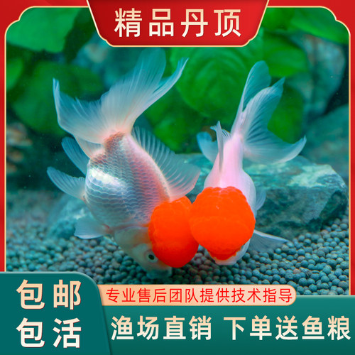 狮子头活体鹤顶红招财金鱼观赏鱼