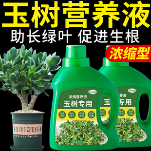 玉树营养液专用肥盆栽肥料老桩黄叶复合浓缩花卉植物绿植园艺花肥