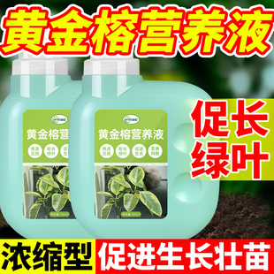 黄金榕专用肥营养液肥料锈斑病叶子发黑黄叶黑斑养护高山爱心榕树