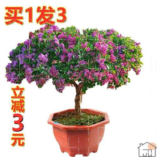 丁香花销量排行榜 丁香花品牌热度排名 小麦优选