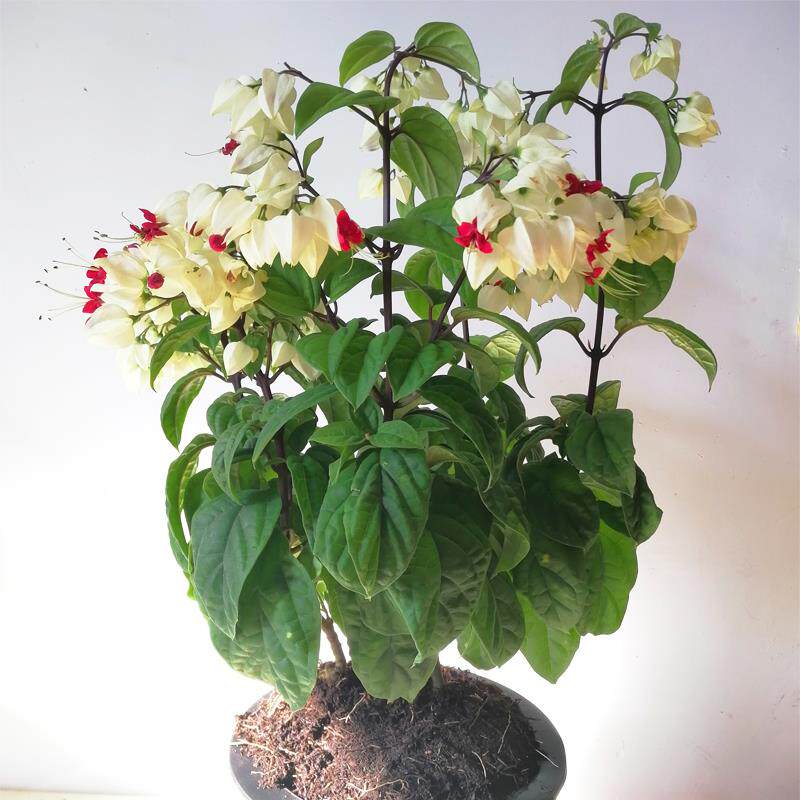九龙吐珠盆栽花带花发货观花植物