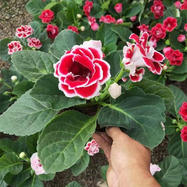 大岩桐重瓣带花 富贵芙蓉花 带堇兰/非洲堇/苦苣苔