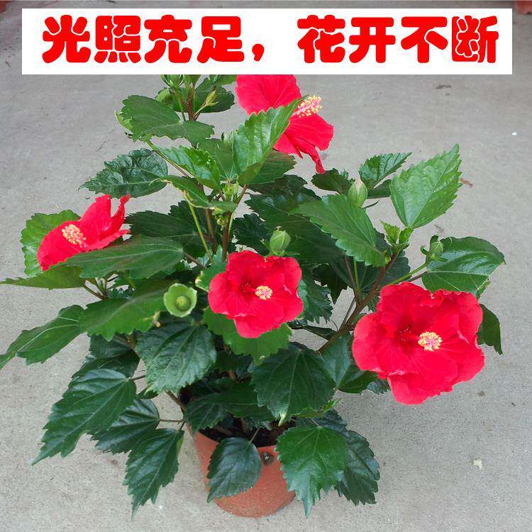 扶桑花带花苞朱瑾树苗盆栽阳台庭