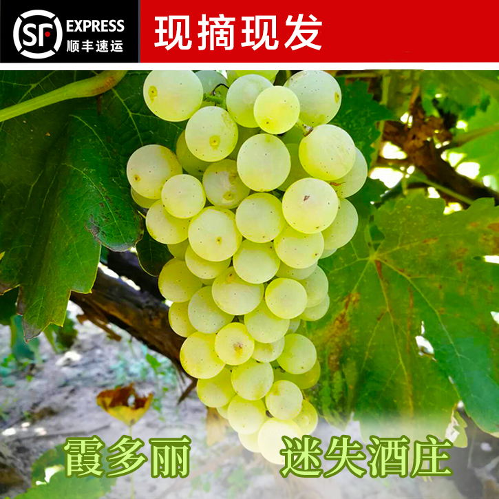 顺丰20斤河北怀来酿酒葡萄新鲜霞多丽老藤干白自酿白葡萄冷藏车