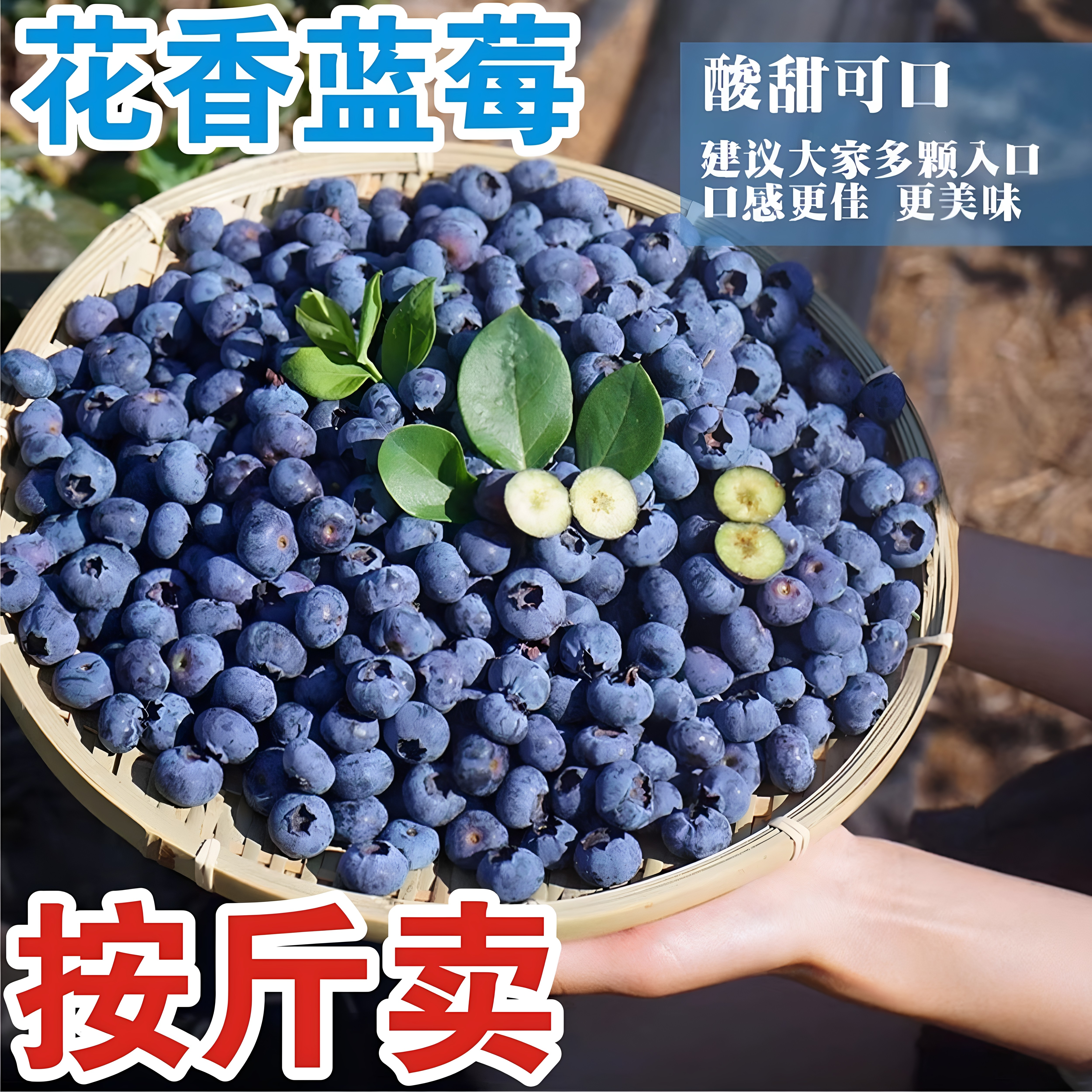 花香蓝莓鲜果1斤桶装，果园现摘蓝莓