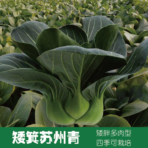 苏州小青菜高产杂交抗病种子