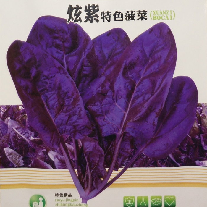 紫色菠菜种籽 蔬菜种孑秋季种 富含花青素味道超好菠菜种子