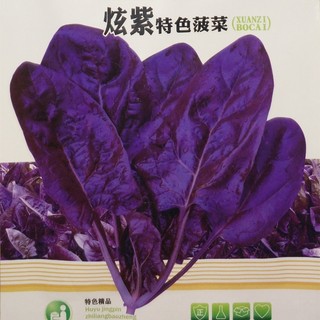 紫色菠菜种籽蔬菜种孑阳台秋季种家庭富含花青素味道超好菠菜种子