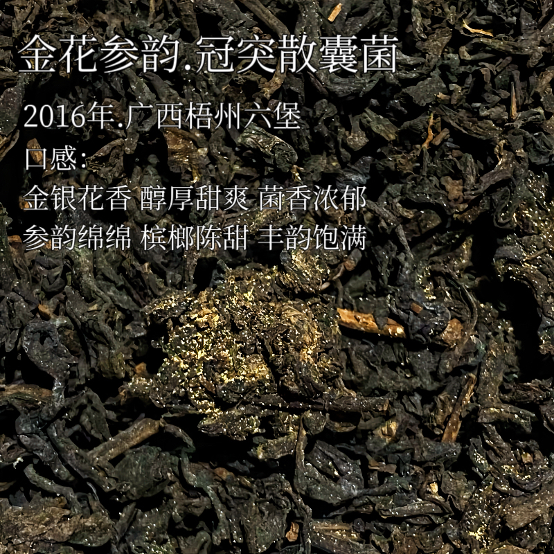 金花参韵.2016年广西梧州老六堡冠突散囊菌 条件严苛工艺难发花久