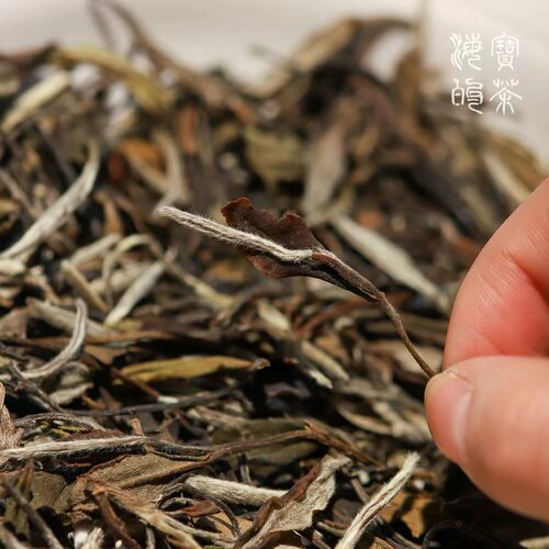紫芽野王.2020年管阳紫芽野王群体种醇厚超前转化可可香野葡萄