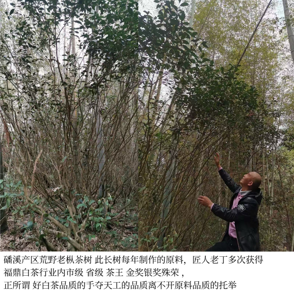 墨韵玫瑰.2019年头采荒野一级牡丹浓墨重彩玫瑰幽香花果枞箱生普