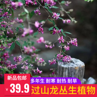 过山龙丛生耐寒耐阴多年生花苗 室内室外庭院绿植大型宿根植物