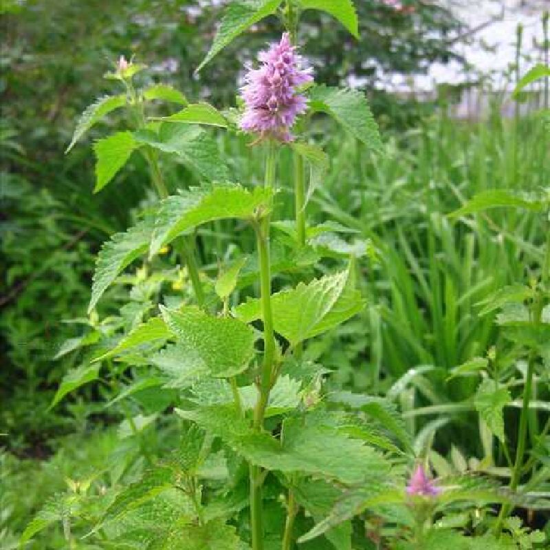 耐寒多年生藿香老桩盆栽地栽绿植花卉苗好养气味芳香可食用可种植