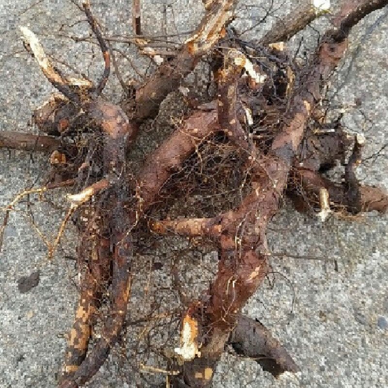 正宗野刺玫果根中药材新货500克山刺玫果花苗野蔷薇根野玫瑰根
