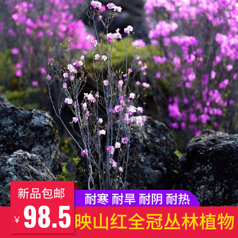 映山红丛林盆景 耐寒老树桩熟桩室内外精品花卉植物庭院盆栽绿植