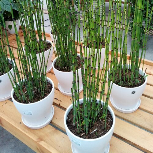 耐寒木贼室内庭院多年生绿植耐阴