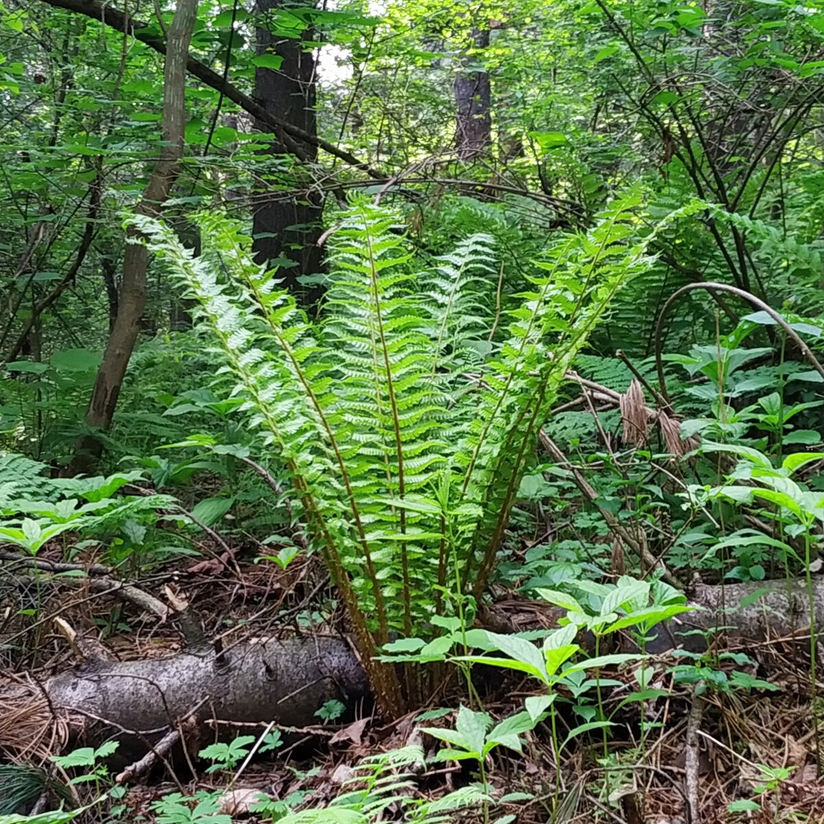 超耐寒蕨类植物荚果蕨 大型多年生宿根凤尾鳞毛蕨室内庭院盆栽苗