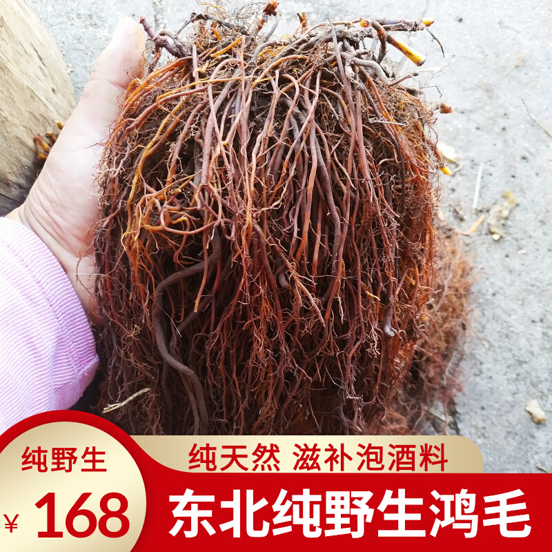 东北纯野生红毛中药材野生鸿毛新鲜晒干红茅中老年养生保健泡酒料