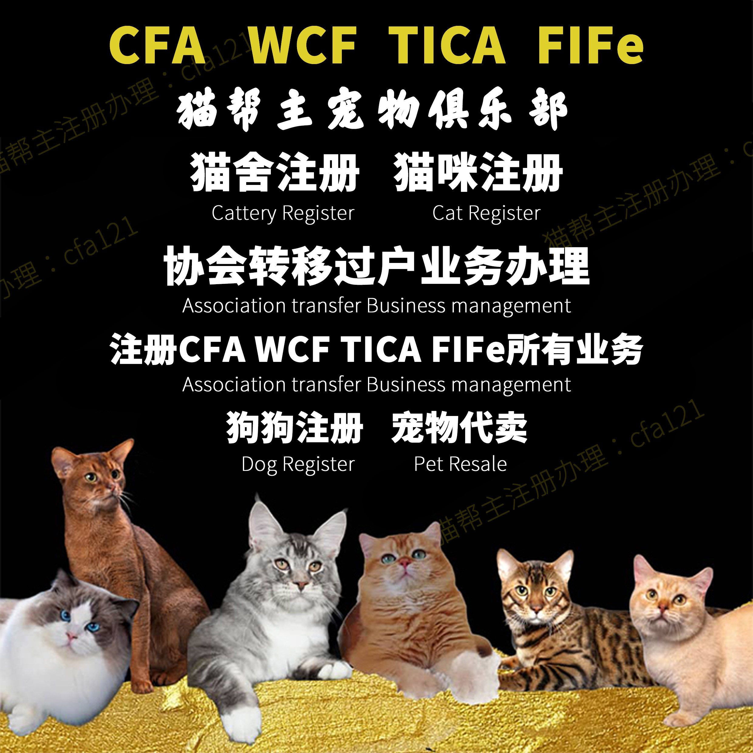 注册CFAWCF美国猫舍代办血统证书