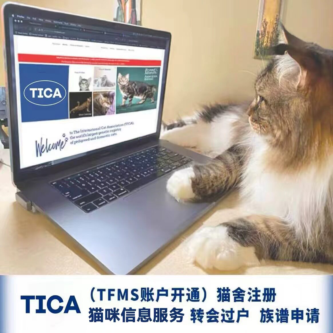 TICA血统证书 TICA猫证