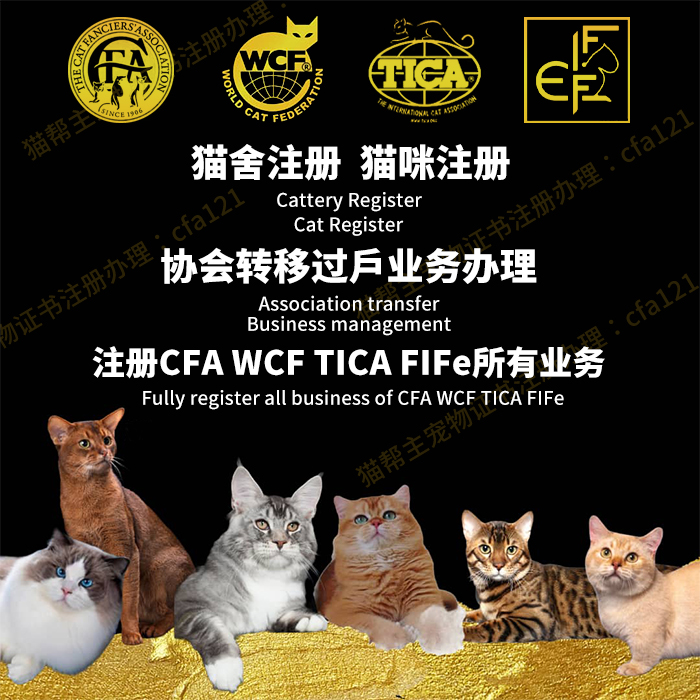 注册CFA美国猫舍代办血统证书