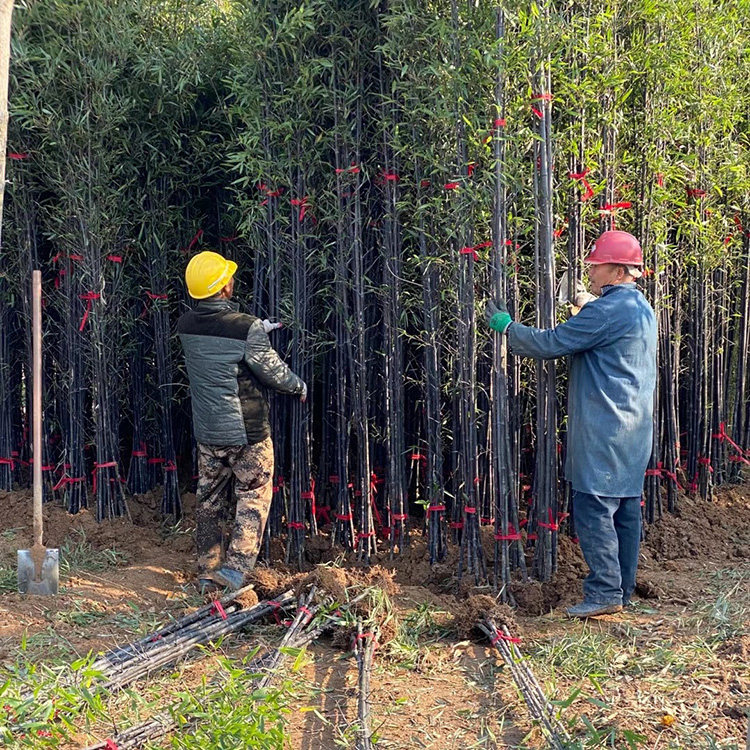 家居庭院围墙花园观赏竹子苗紫竹苗青竹苗黄金竹苗金镶玉竹罗汉竹