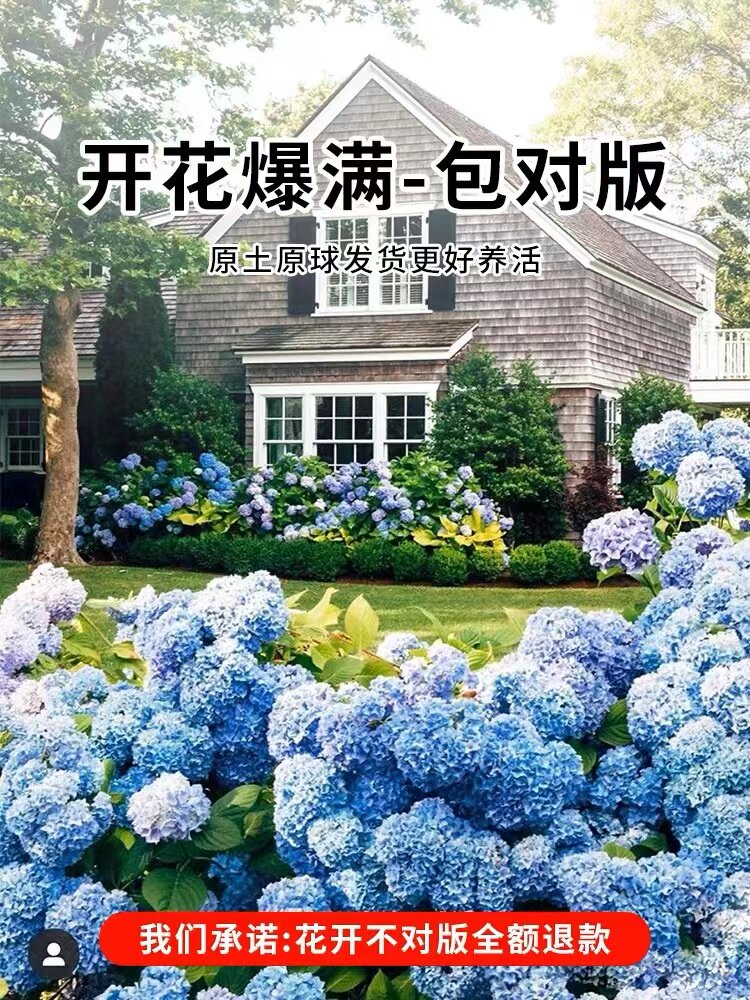 高档花卉绣球花苗盆栽无尽夏阳台庭院别墅花园植物多年生四季耐寒