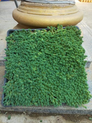 薄雪庭院万年草好养佛甲草