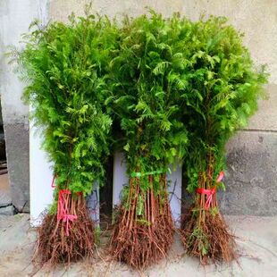 水杉 水杉树苗 金叶水培树苗水衫树苗 水松树 速生杉树苗庭院绿化