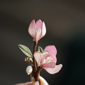 玉兰花国风淡雅粉色花朵胸针手工掐丝女复古气质别针高档配饰旗袍